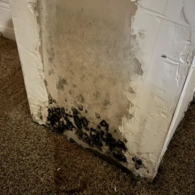 Professional Mold Removal in Garner, NC